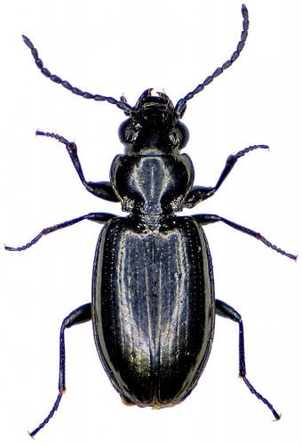 Réf. 188 820 : Bembidion pyrenaeum pyrenaeum